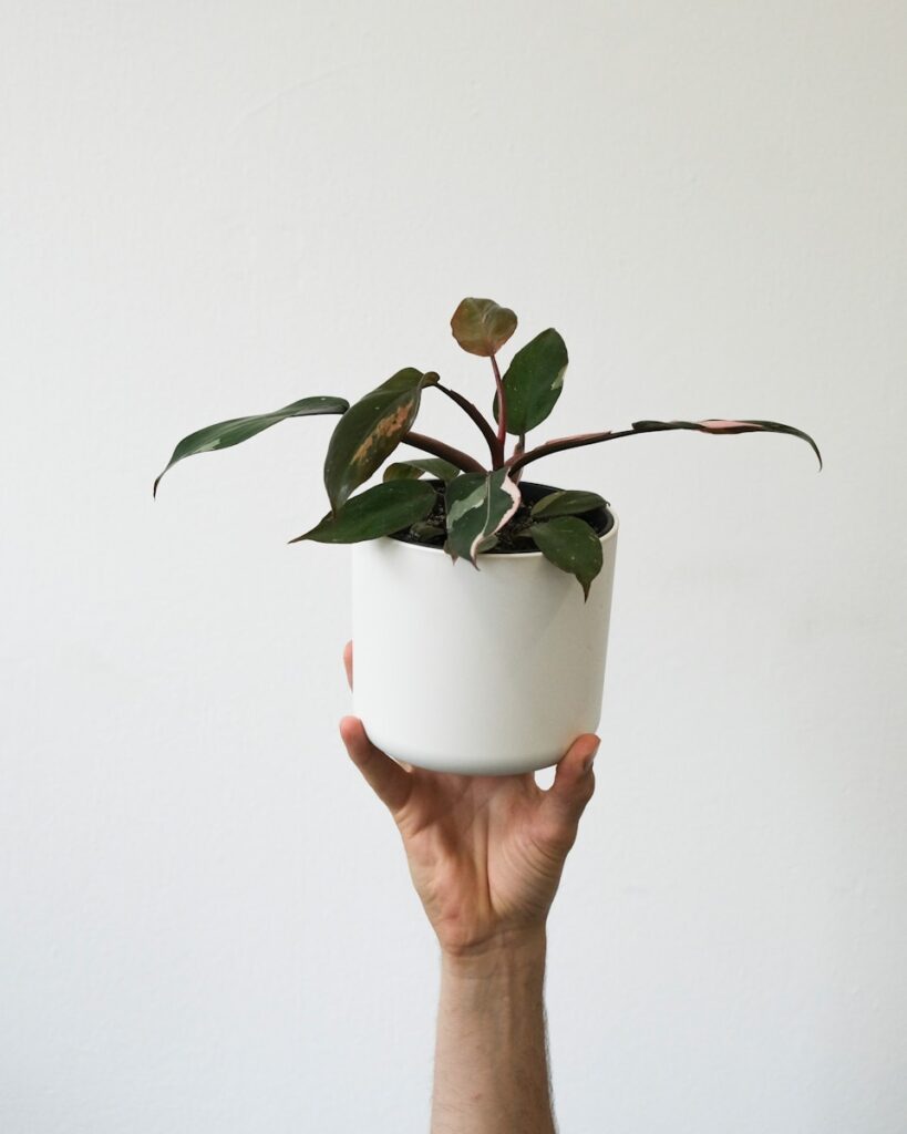 a hand holding a potted plant
